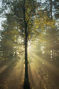 Magisch licht bij de Planken Wambuis. van René Jonkhout