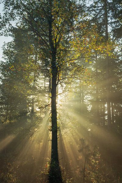 Magical light at the Planken Wambuis. by René Jonkhout