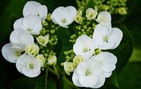 Tuinhortensia (Hydrangea macrophylla)