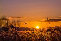 Sun over reeds