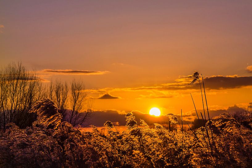 Sonne über Schilf von Joost Lagerweij