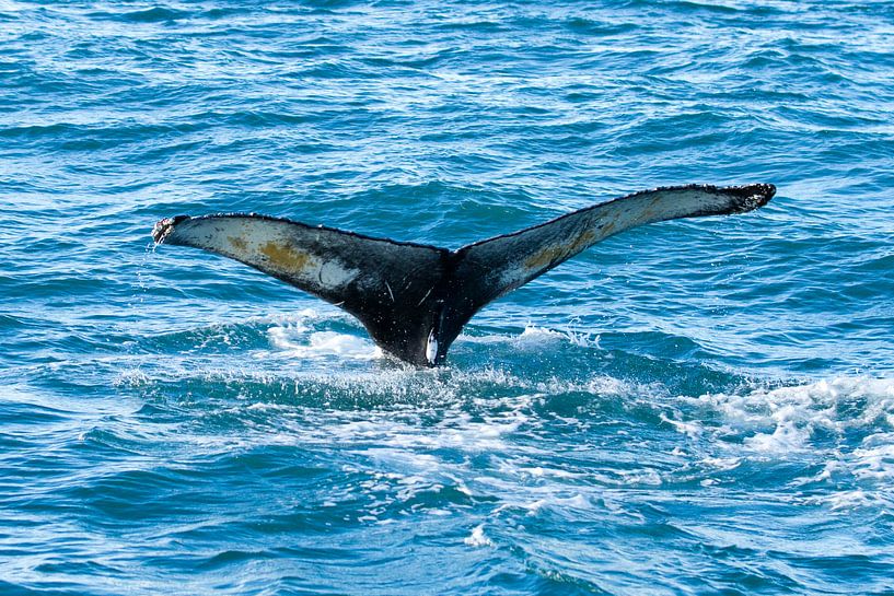 Queue d'une baleine à bosse par Menno Schaefer