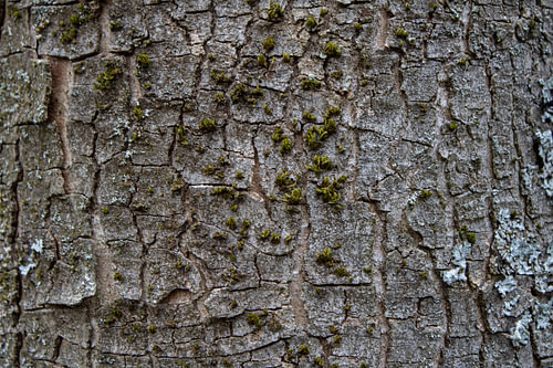Rustic tree bark with moss &, lichen