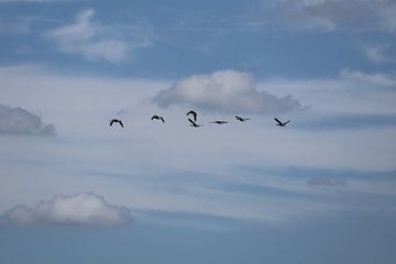 Vogels in vrije vlucht van Lennart Mans
