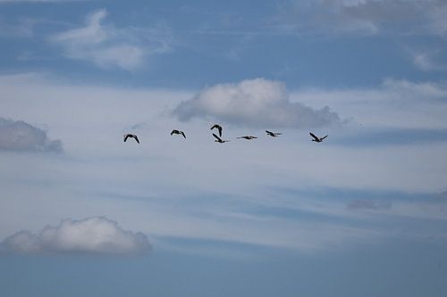 Birds in free flight