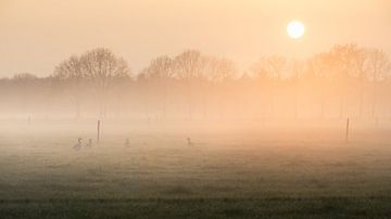 Coucher de soleil sur Bert Kok