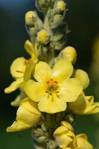 Close-up van een koningskaars