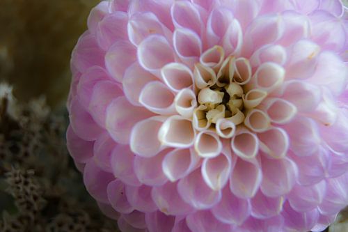 Roze dahlia