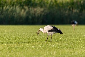 Ooievaars in een pas gemaaid weiland 