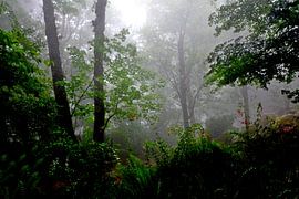 NEBELWALD 4 von Miroslav Ptacek