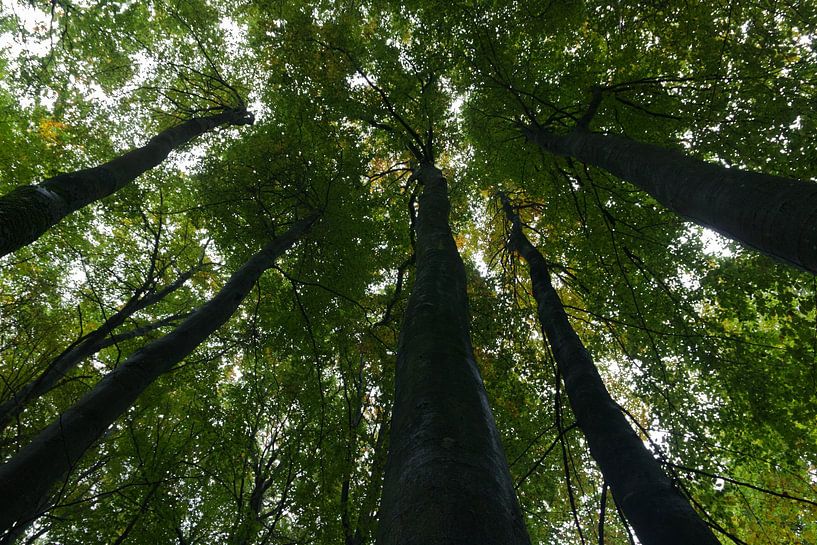 UNESCO-werelderfgoed Jasmund Beukenbos van arte factum berlin