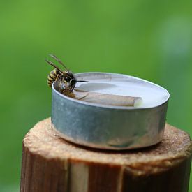 Guêpe commune sur Matthias Brix