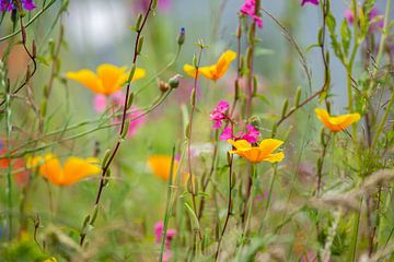 Popping colors in our wild backyard by Annemarie Goudswaard