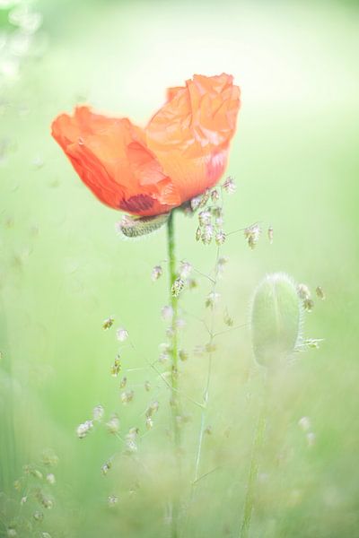Poppy 2022 - 1 by Danny Budts
