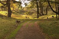 Damherten in de herfst