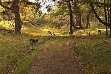 Damherten in de herfst van Nella van Zalk