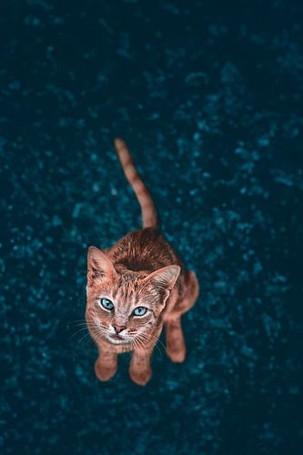 Fotografie van een Rode Kater met Blauwe Ogen op een Blauwe Ondergrond: Warm-Koud Contrast
