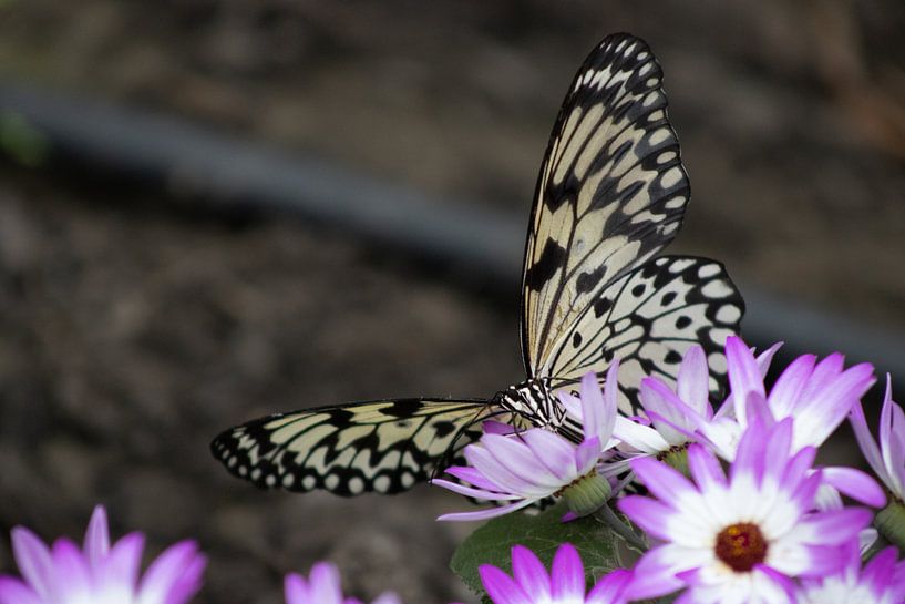 le papillon en papier de riz sur des fleurs violettes par Lonneke Collewijn