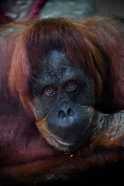 Slimme gezicht orang-oetang van dichtbij. Flegmatische licht ironische ogen kijken van Michael Semenov