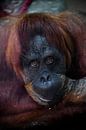 Slimme gezicht orang-oetang van dichtbij. Flegmatische licht ironische ogen kijken van Michael Semenov thumbnail