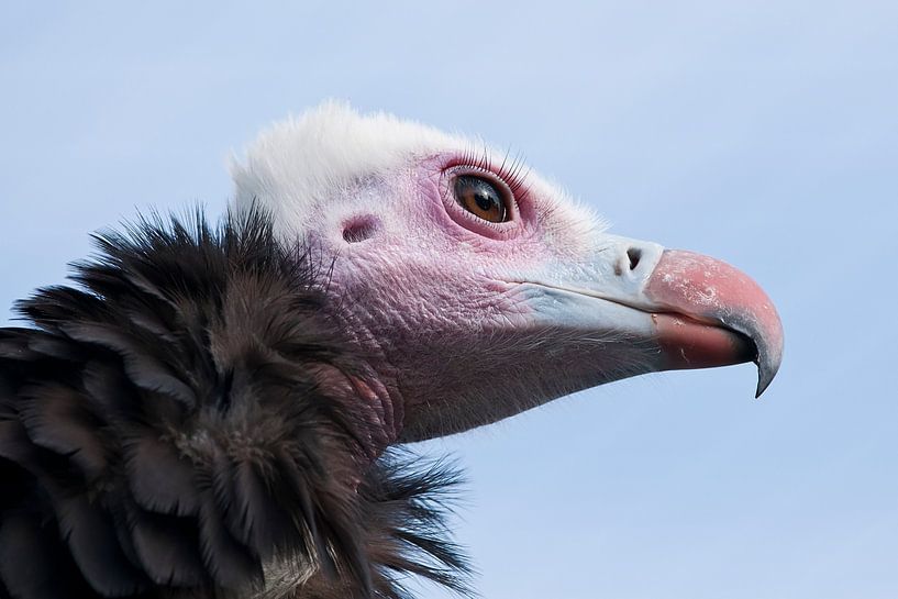 Weißkopfgeier : Tierpark Blijdorp von Loek Lobel