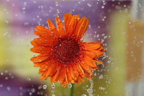 Flower in the rain