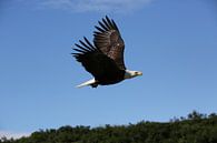 American bald eagle van Jos Hug thumbnail