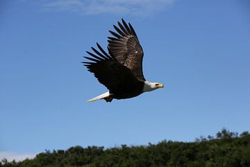 American bald eagle by Jos Hug