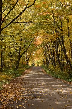 Eine Landstraße durchquert einen Laubwald von Claude Laprise