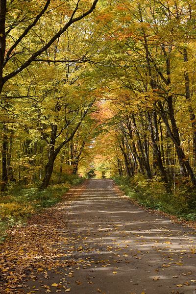 A country road crosses a deciduous forest by Claude Laprise