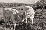 Runderen in de Duinen van Ouddorp van Charlene van Koesveld thumbnail