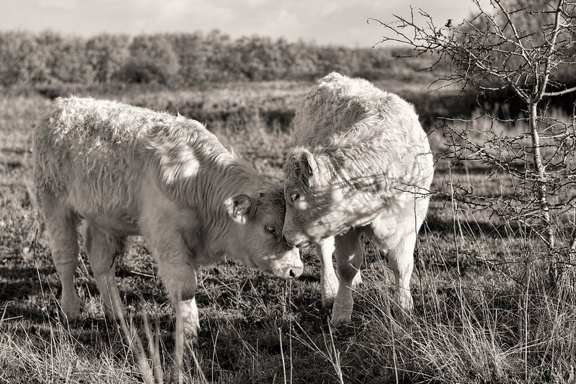 Runderen in de Duinen van Ouddorp van Charlene van Koesveld