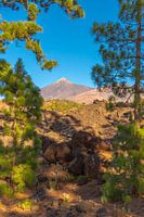Teide tussen de pijnbomen bij Mirador de los Poleos