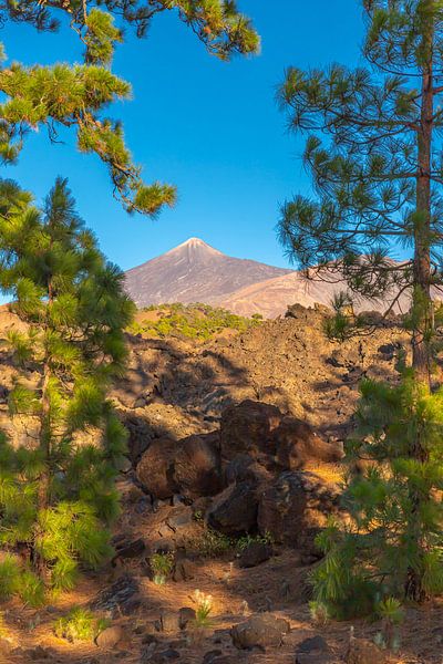 Teide between pines at Mirador de los Poleos by Alexander Wolff