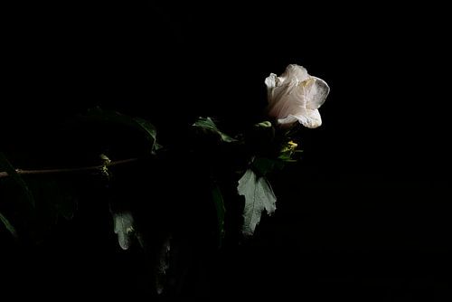Fleur dans l'obscurité sur Jaap Kloppenburg