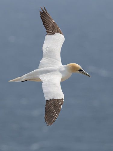 Jan van Gent in flight by Menno Schaefer