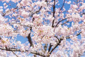 Sakura, Japanse Bloesem van Wim van Heugten