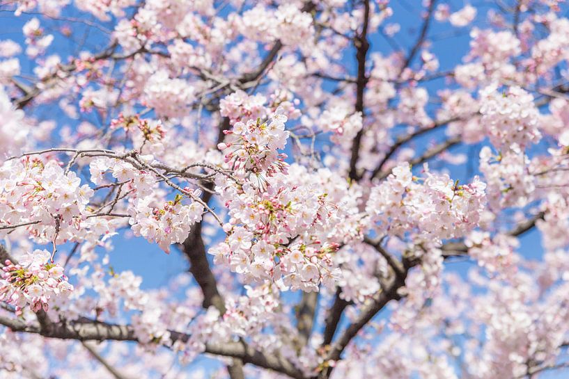 Dom toonhoogte Aap Sakura, Japanse Bloesem van WvH op canvas, behang en meer
