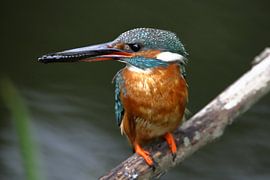 Ijsvogel met visje by Bauke Haitsma