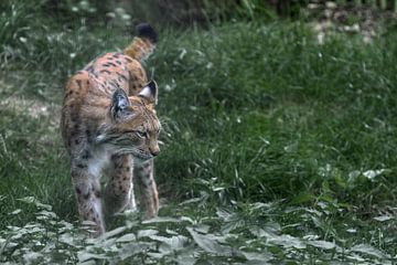 Lynx