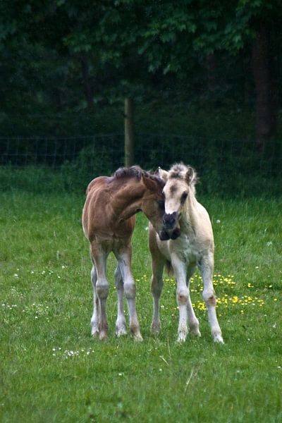 Knuffelende veulentjes by foto-fantasie foto-fantasie