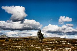 Highlander by René Kempes