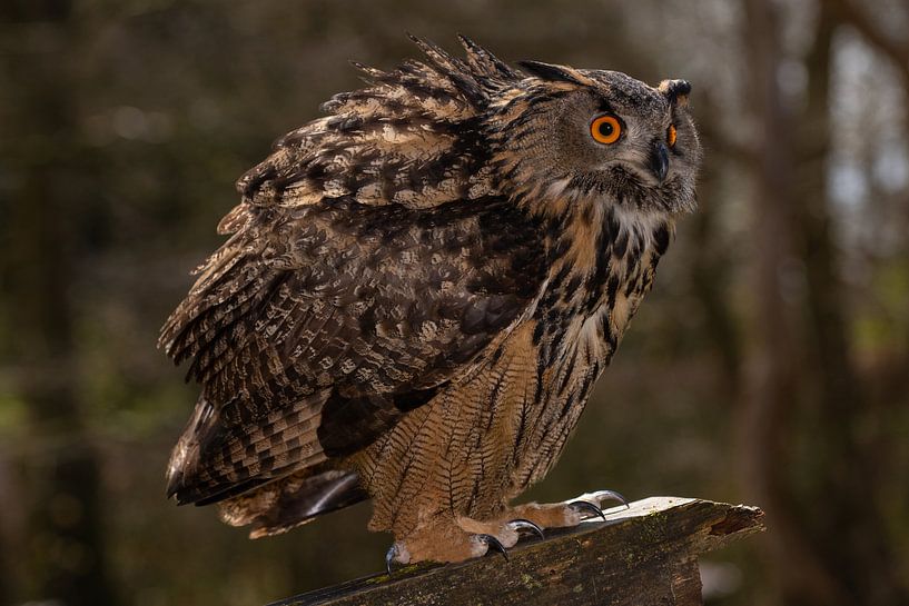 Owl Owl by Brian Morgan
