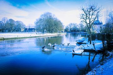 Blauw wit landschap met aalscholvers na sneeuwval in Maarssen-Dorp van Jos van den berg