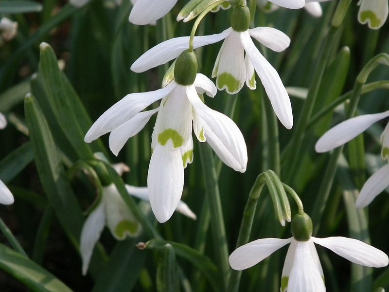 sneeuwklokjes by Elja Hilboesen