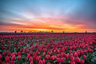 Tulips and windmills van Marc Hollenberg thumbnail