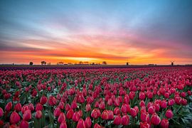 Tulips and windmills by Marc Hollenberg