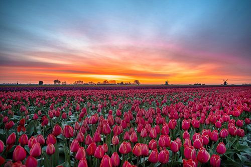 Tulips and windmills