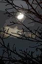 Maanlicht Nacht van Leopold Brix thumbnail