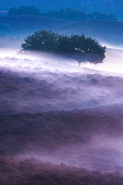 Des arbres dans le brouillard par Sander Grefte